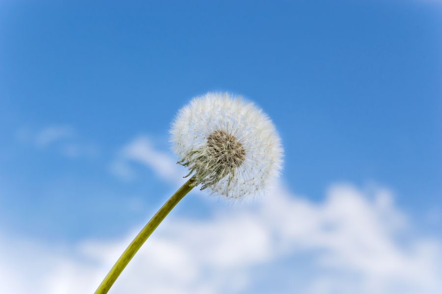 Ein blauer Himmel mit sanften leichten Wolken, davor eine Pusteblume leicht nach rechts geneigt. 